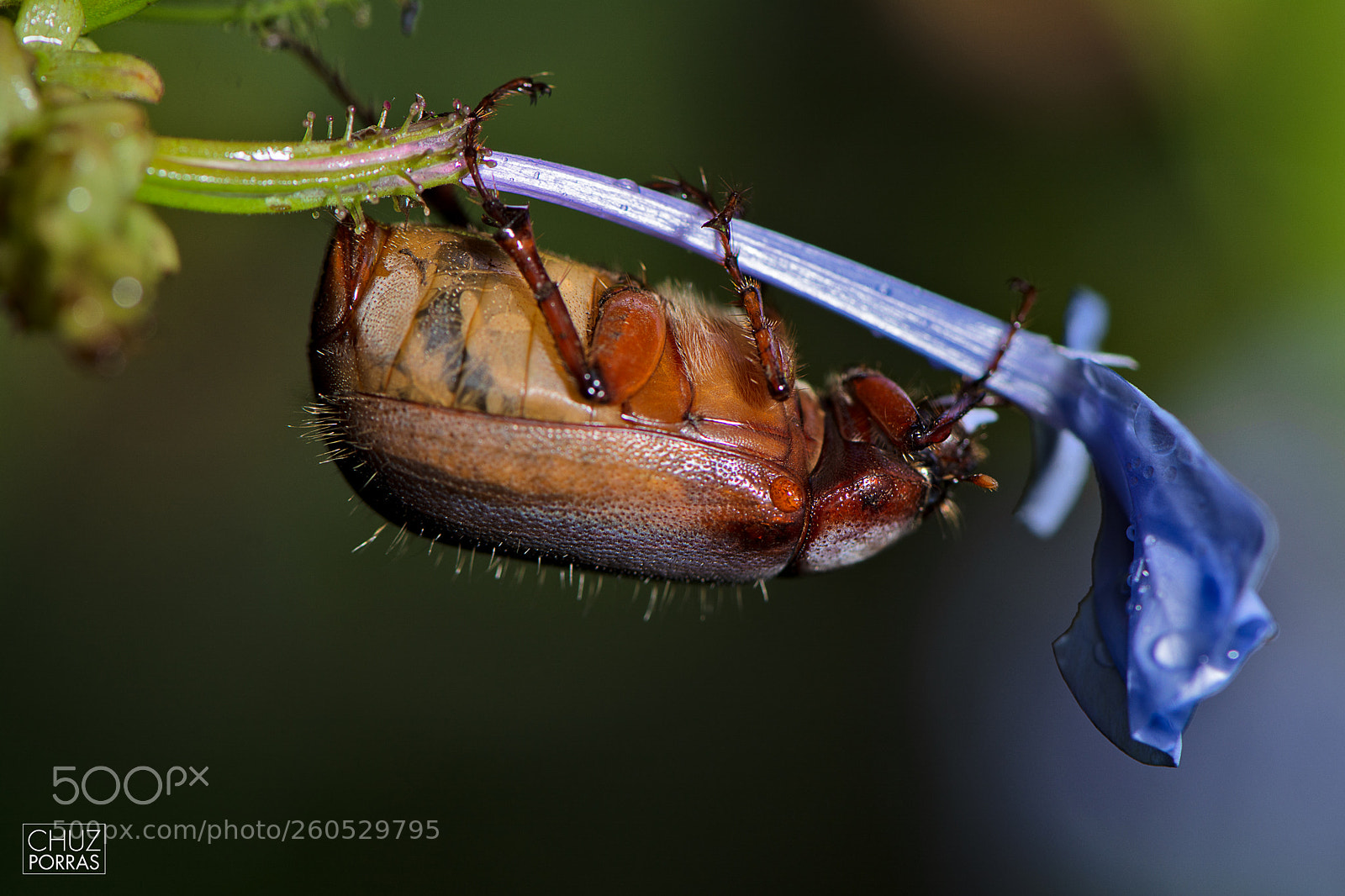 Nikon D7100 sample photo. Beetle eating photography
