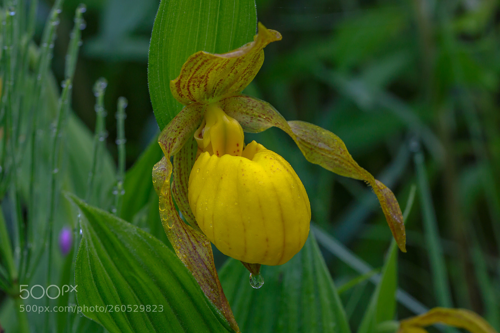 Canon EOS 6D sample photo. Yellow ladyslipper photography