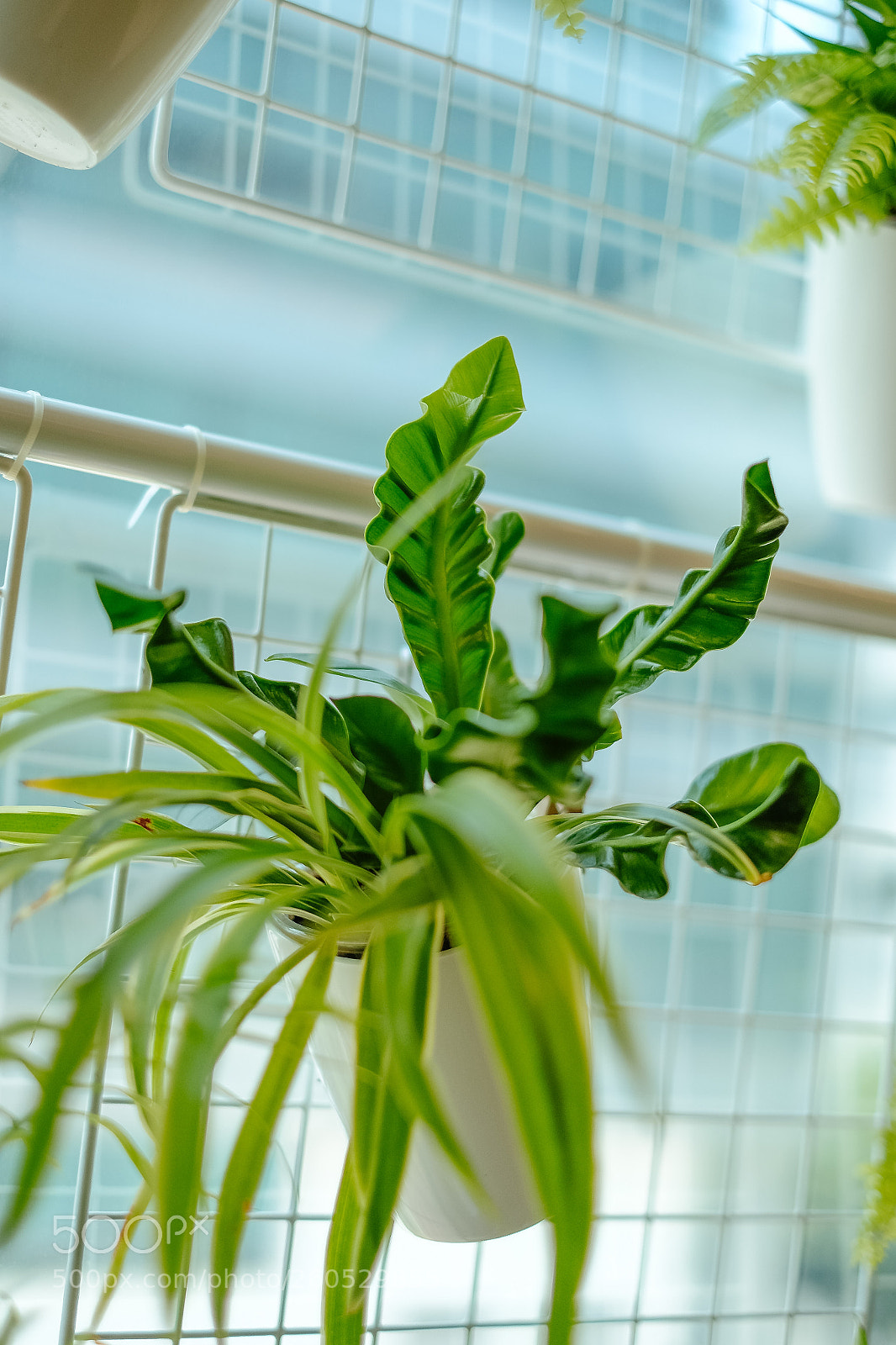 Fujifilm X-T1 sample photo. Greenery in the office photography