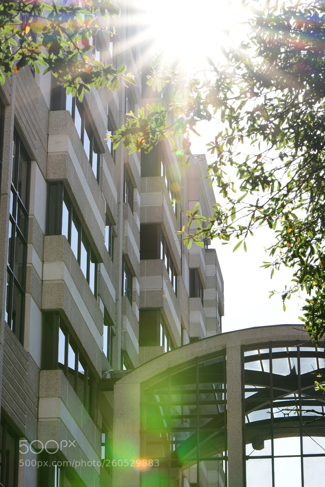 Nikon D500 sample photo. Pasadena sun flare photography