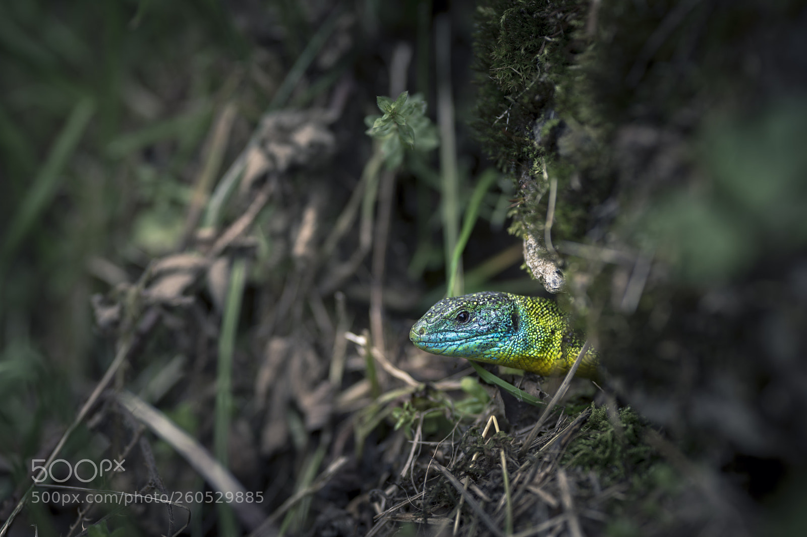 Nikon D7200 sample photo. Colorful lizard photography
