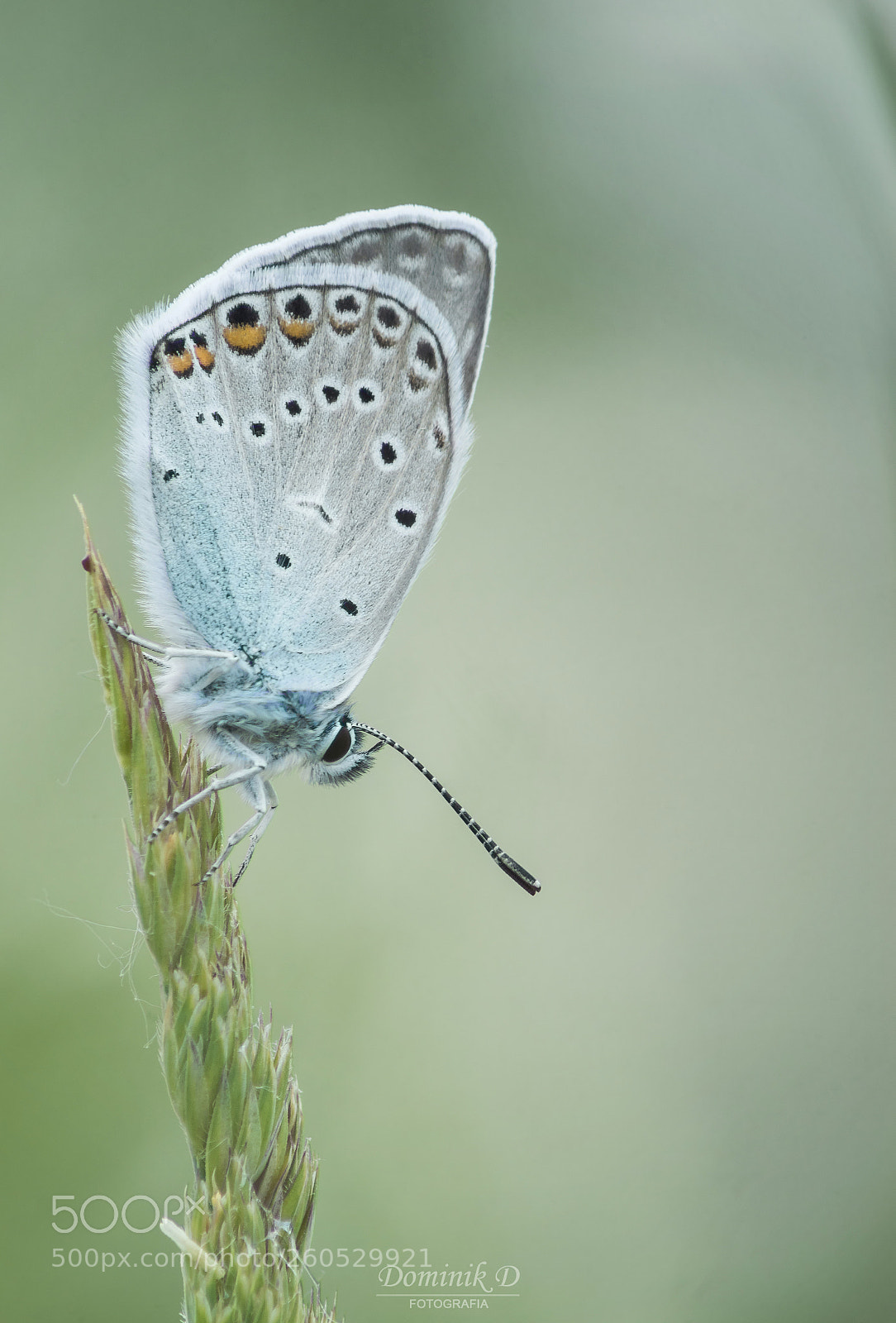Sony SLT-A58 sample photo. Butterfly photography