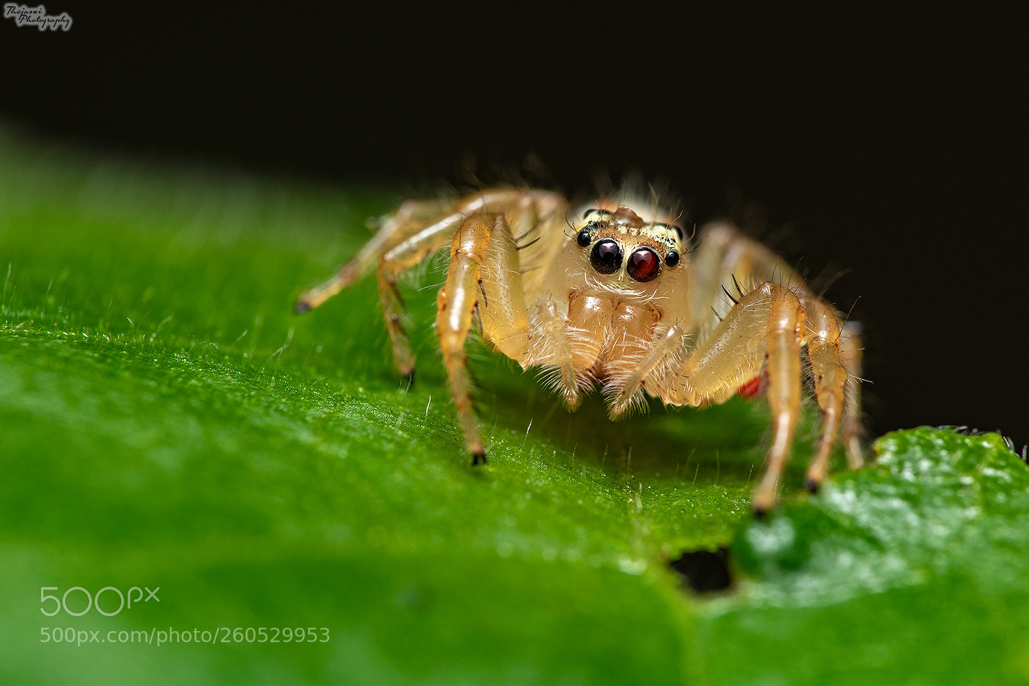 Canon EOS 5D Mark IV sample photo. Jumper photography