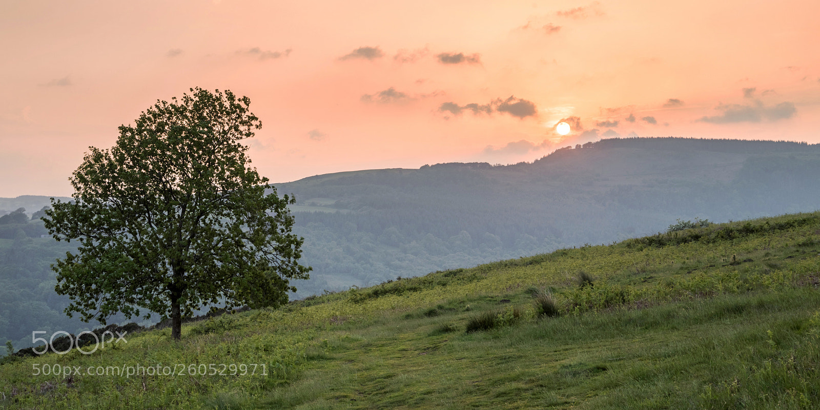Canon EOS 6D Mark II sample photo. Lone tree at sunset photography