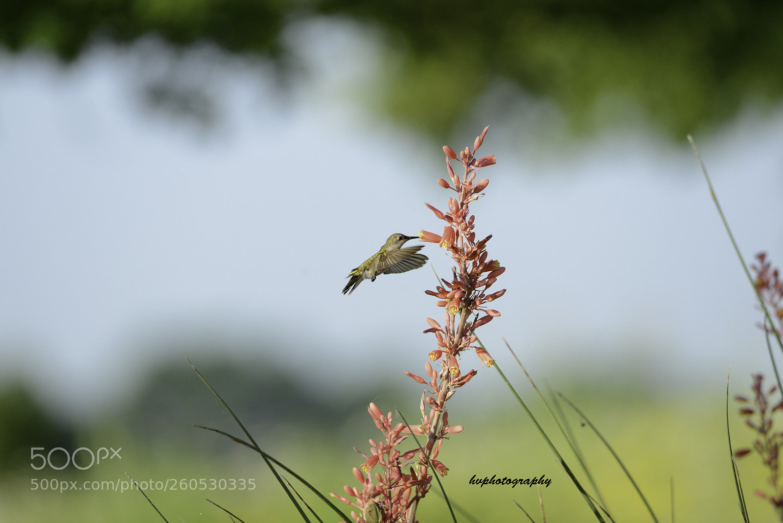 Nikon D800 sample photo. Hummingbird ! photography