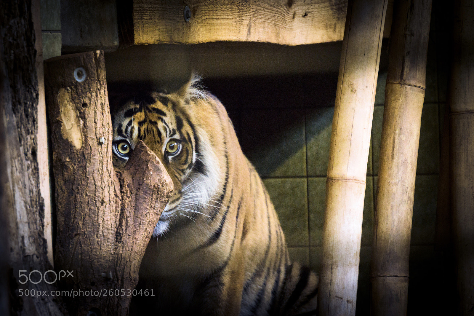 Sony a6000 sample photo. Fear (of) the tiger photography