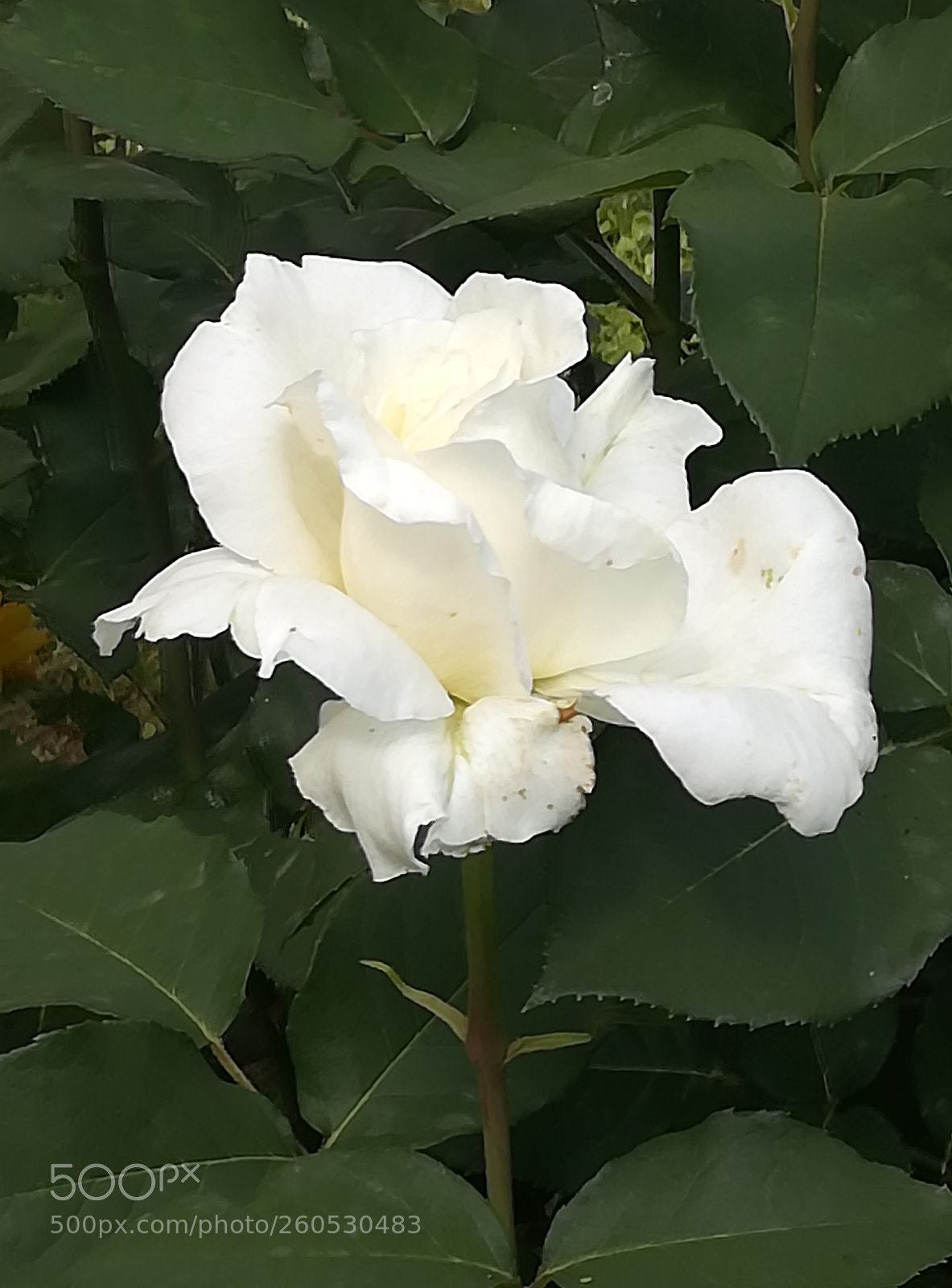 HUAWEI P10 lite sample photo. White rose photography