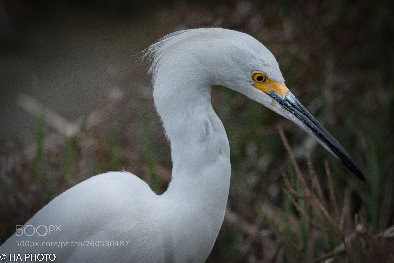 Nikon D800 sample photo. Snowy egret photography