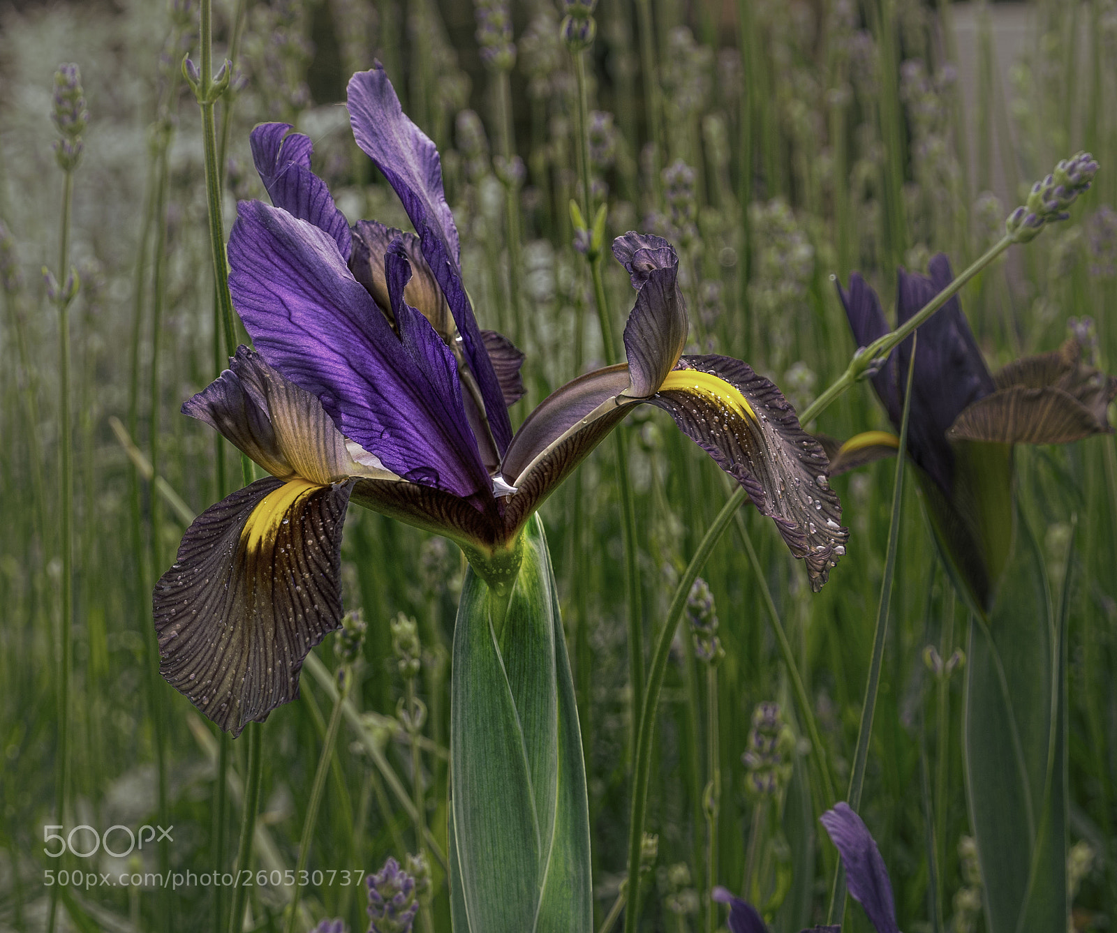 Olympus OM-D E-M1 sample photo. Iris flower photography