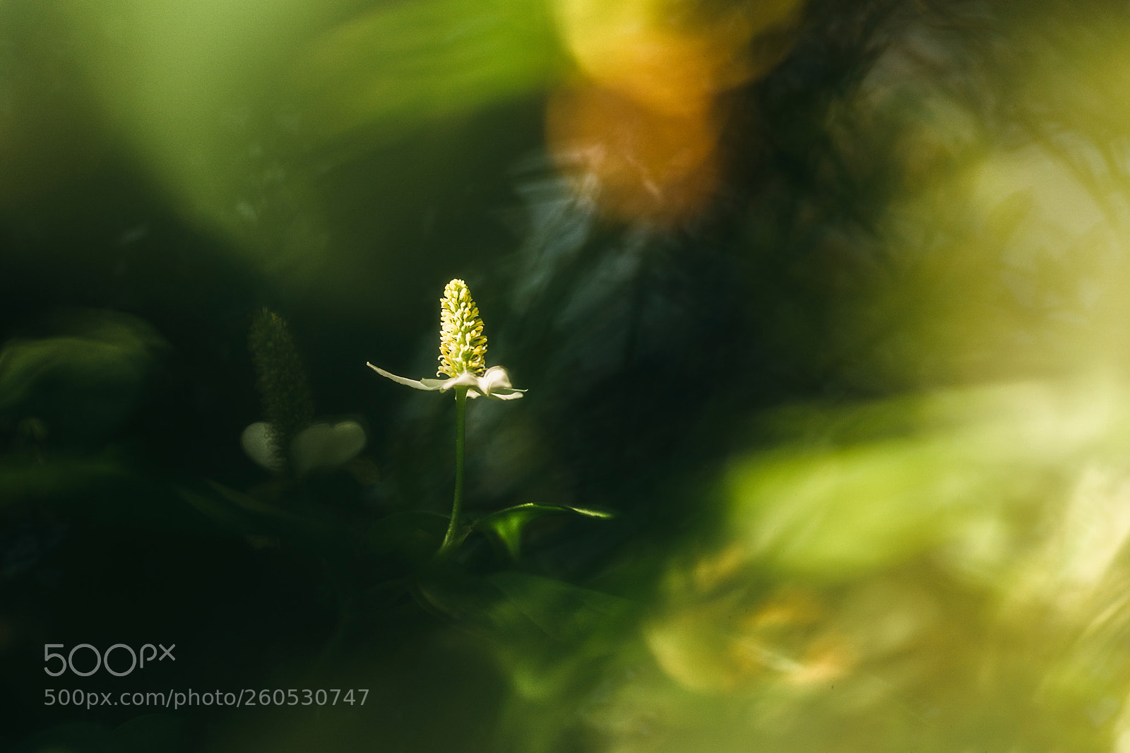 Sony a9 sample photo. Ethereal fish mint plant photography