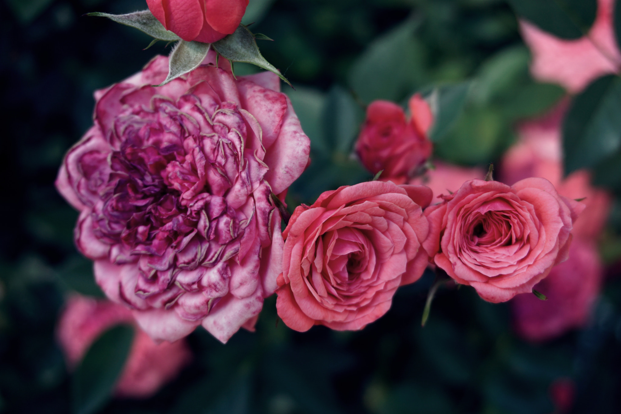Sony E 18-50mm F4-5.6 sample photo. Pink roses photography