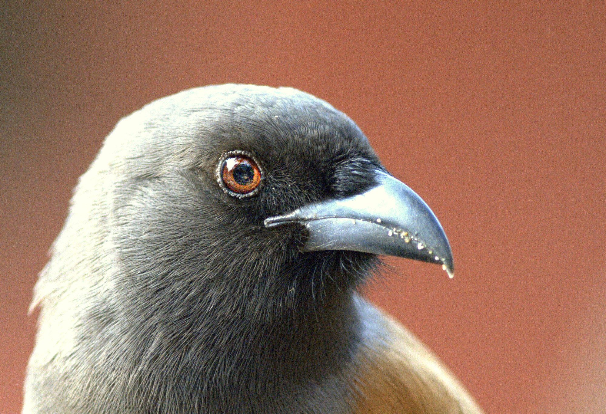 Canon EF 300mm F4L IS USM sample photo. Up-close photography