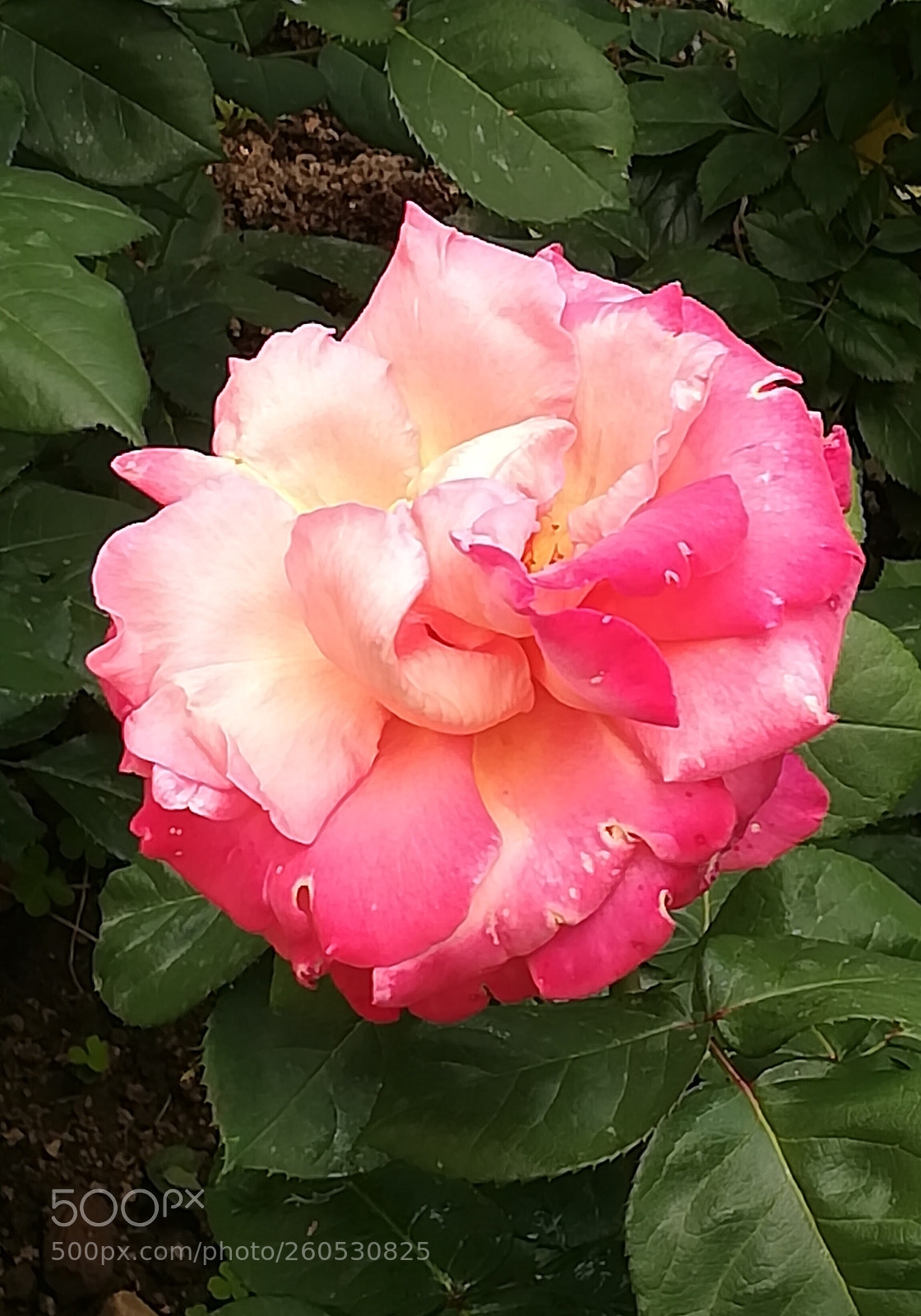 HUAWEI P10 lite sample photo. Rose photography