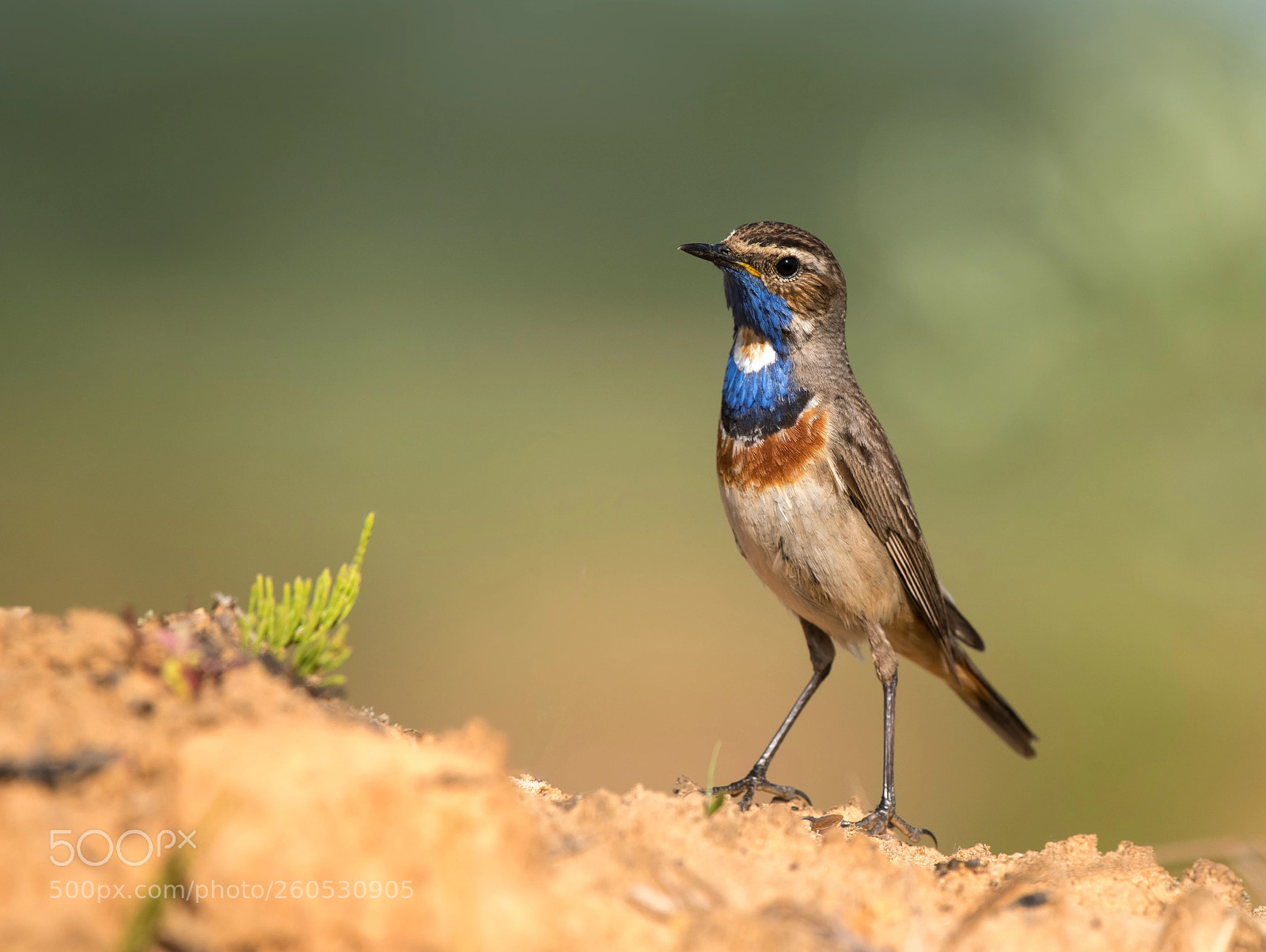 Nikon D850 sample photo. Bluethroat photography