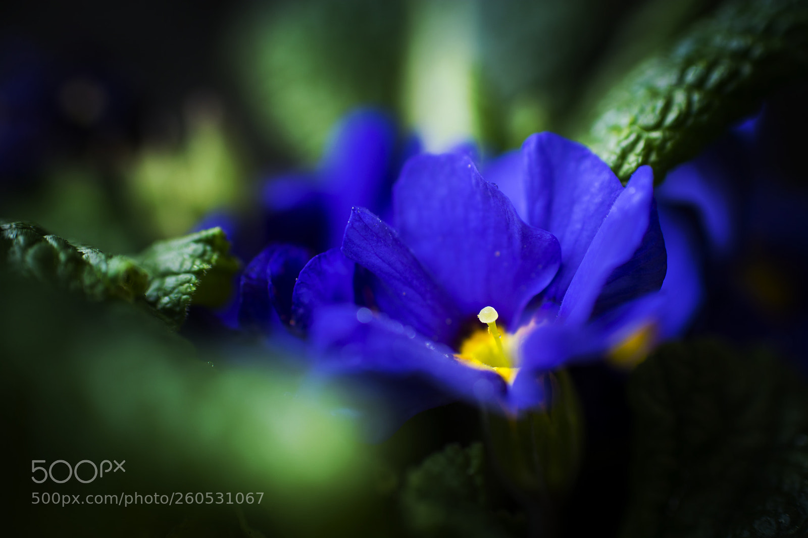 Nikon D7100 sample photo. Primavera photography