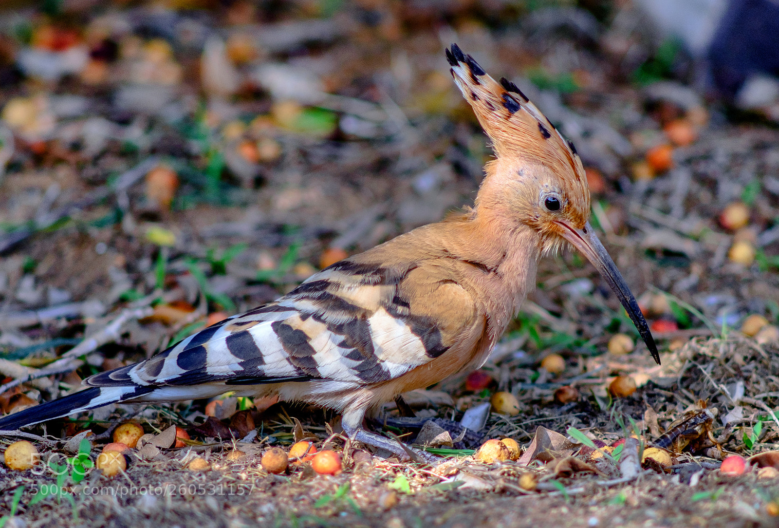 Fujifilm X-T10 sample photo. Hoopoe photography