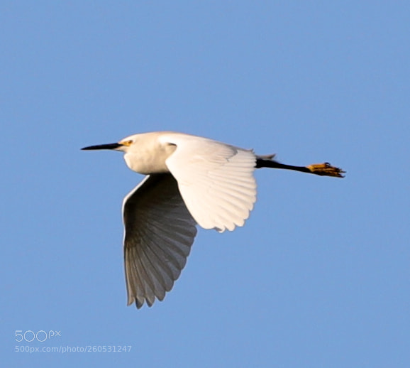 Canon EOS-1D X Mark II sample photo. 06-02-18-0020964.jpg photography