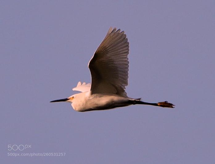 Canon EOS-1D X Mark II sample photo. 06-02-18-0020963.jpg photography
