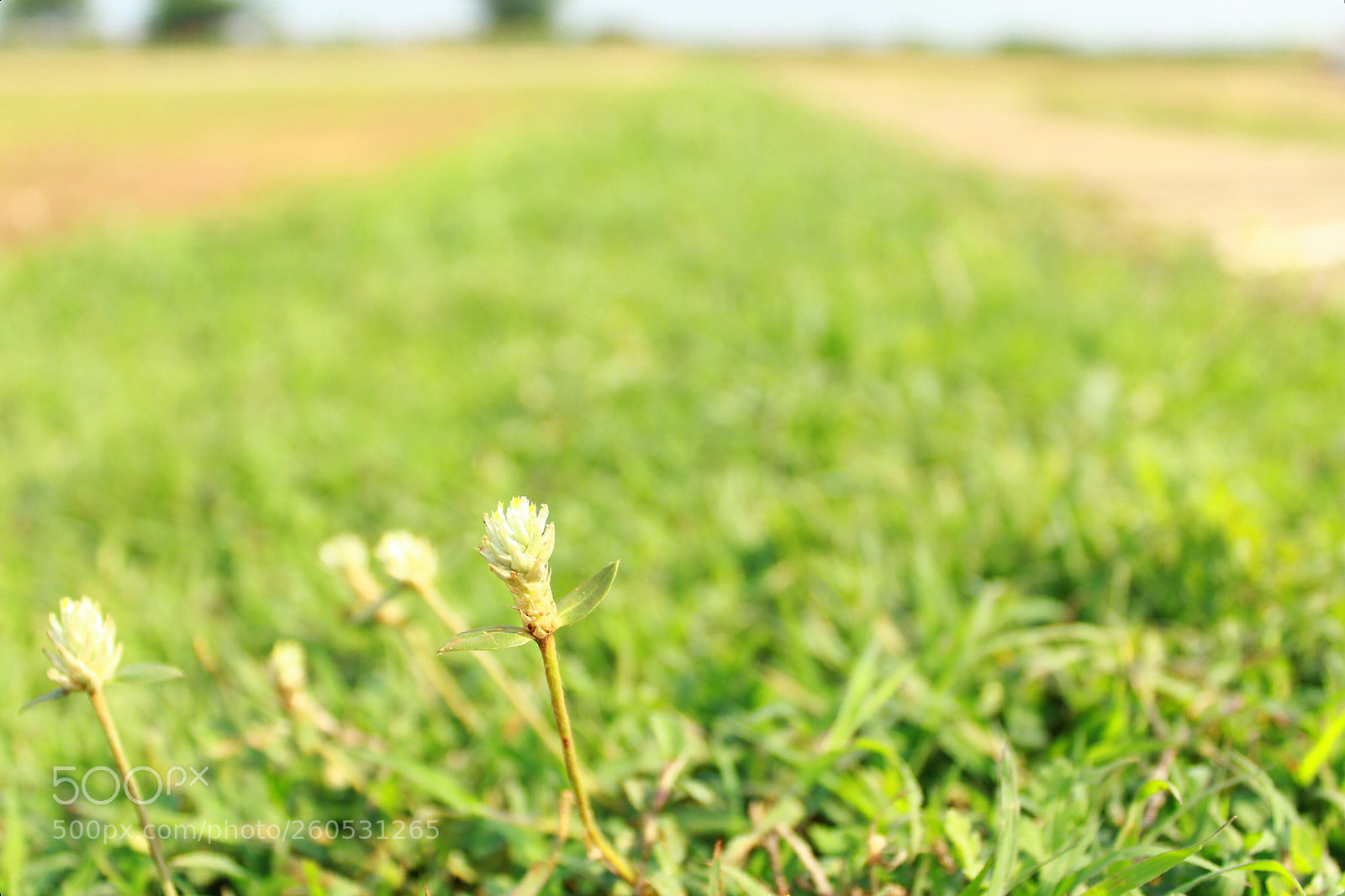 Canon EOS 1300D (EOS Rebel T6 / EOS Kiss X80) sample photo. Nature grass photography