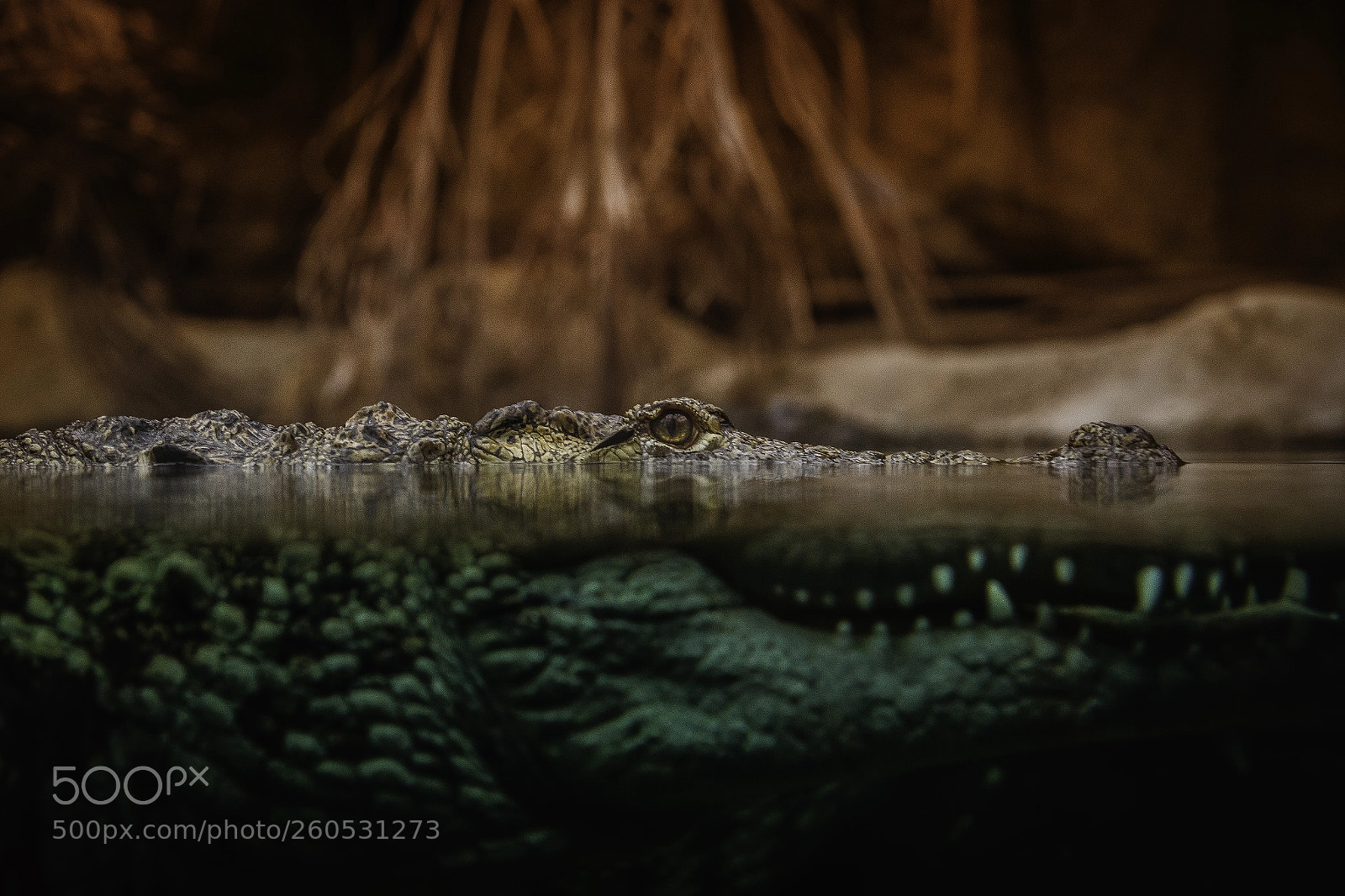 Canon EOS 6D sample photo. Krokodile photography