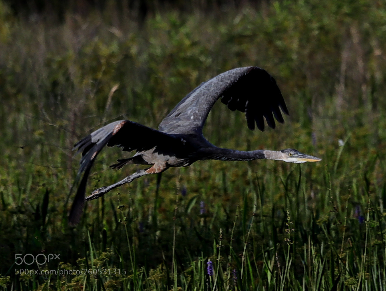 Canon EOS-1D X Mark II sample photo. 06-02-18-0020946.jpg photography
