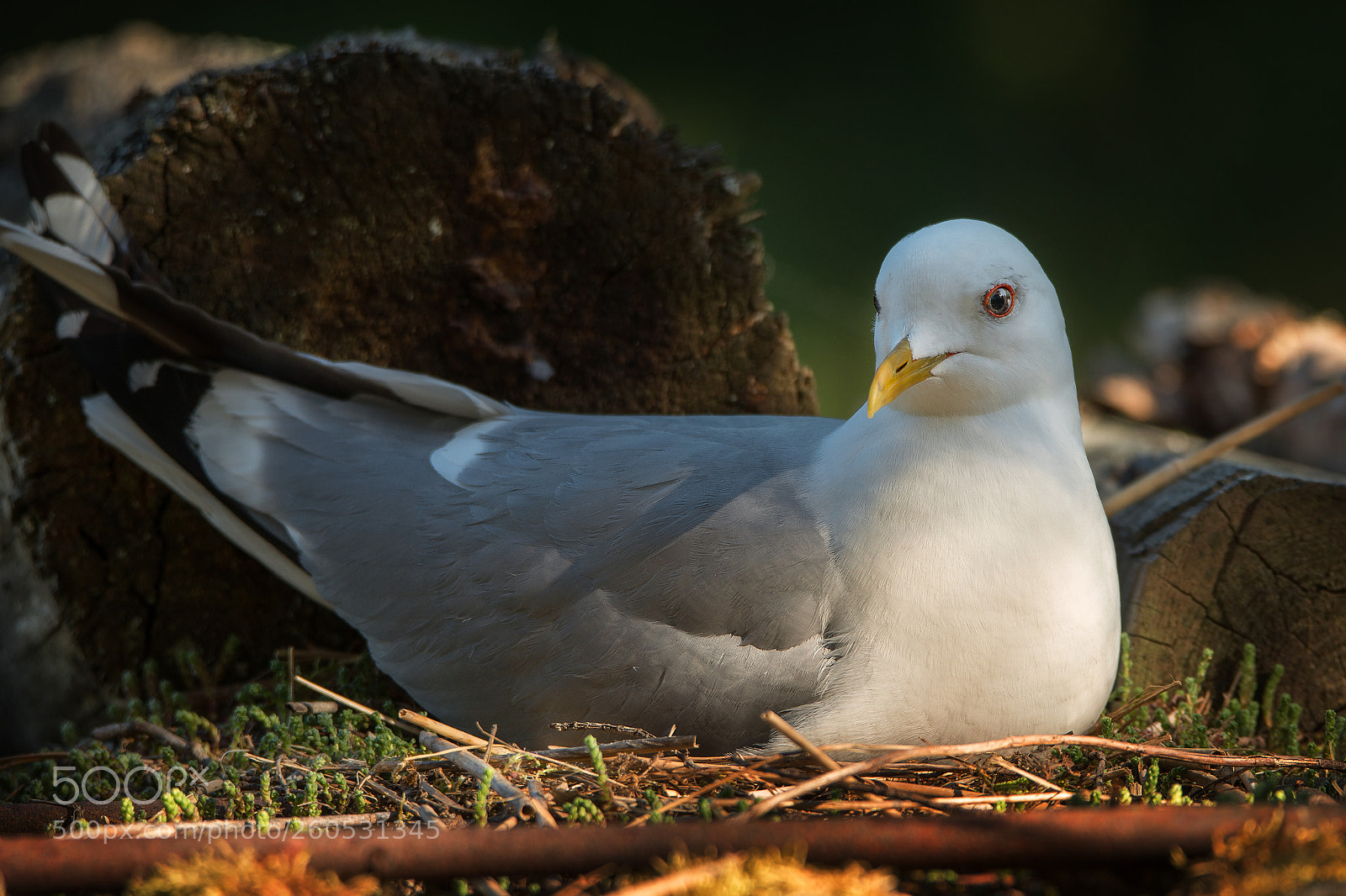 Nikon D800 sample photo. Incubating photography