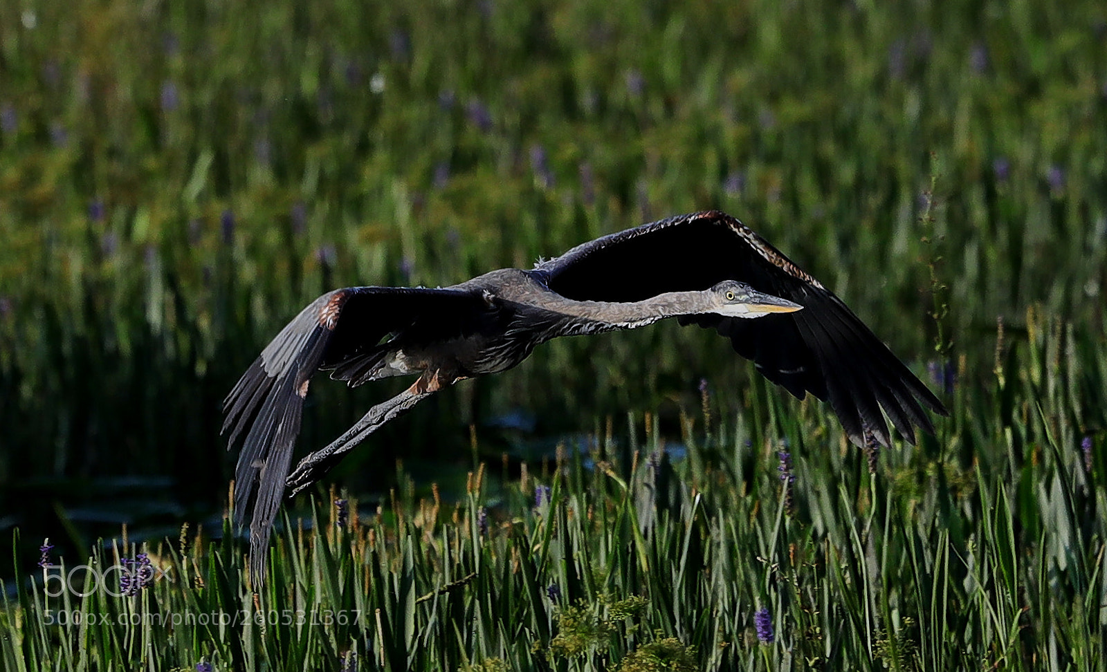 Canon EOS-1D X Mark II sample photo. 06-02-18-0020944.jpg photography
