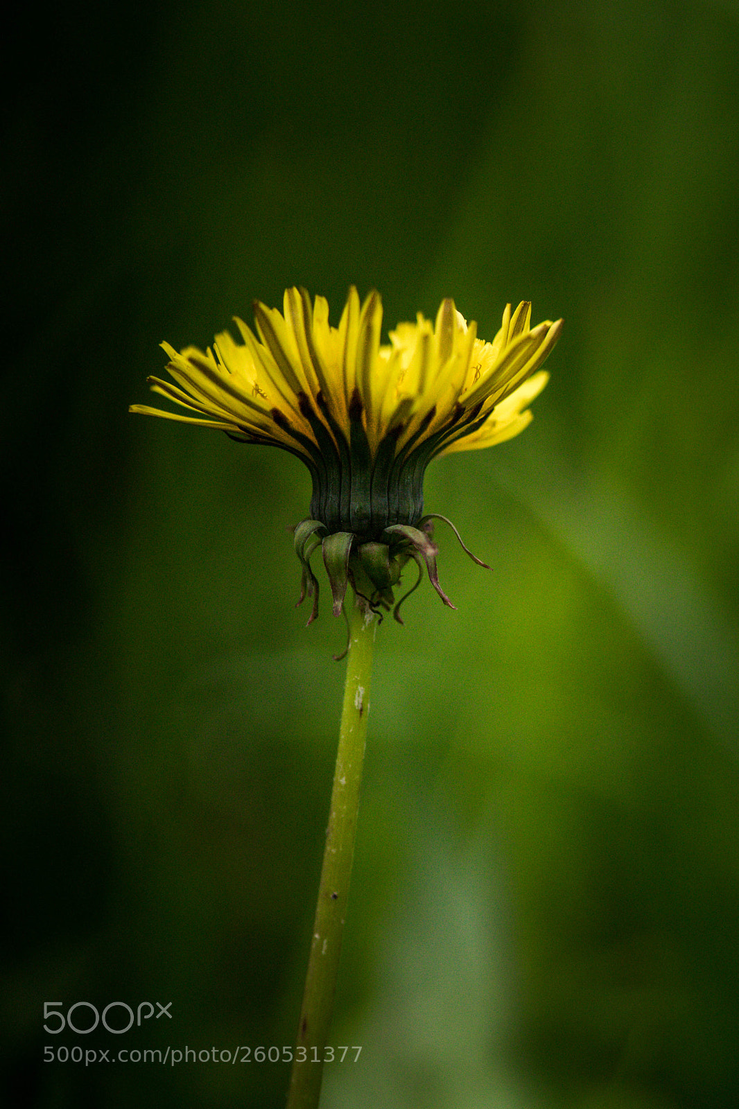 Sony a7 II sample photo. Dsc photography