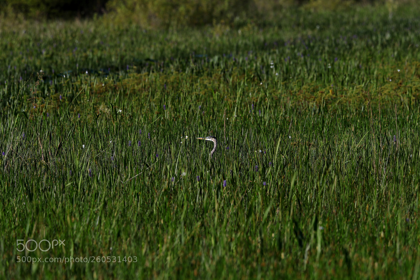 Canon EOS-1D X Mark II sample photo. 06-02-18-0020932.jpg photography