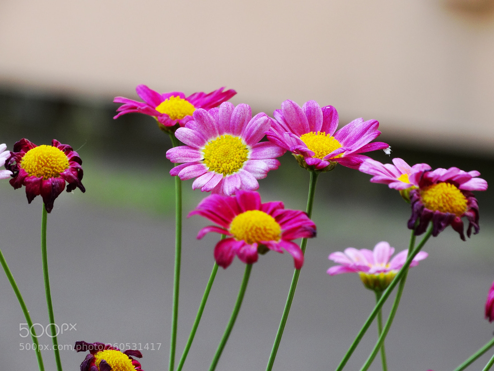 Sony Cyber-shot DSC-HX300 sample photo. Flower photography