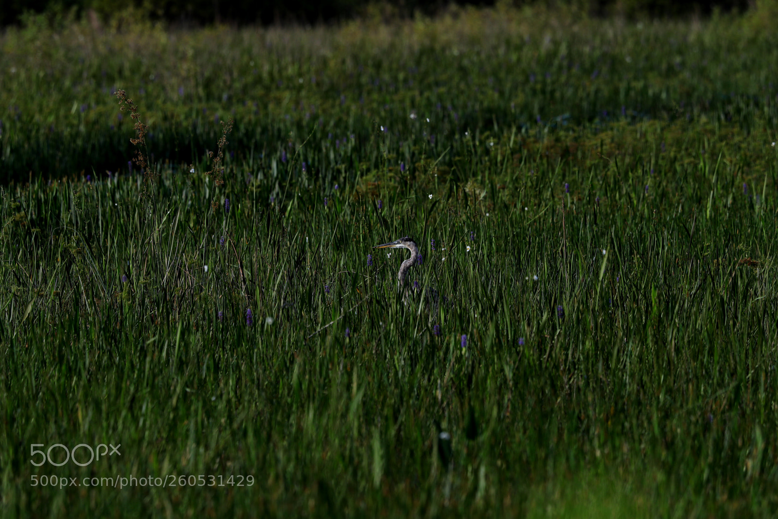 Canon EOS-1D X Mark II sample photo. 06-02-18-0020928.jpg photography