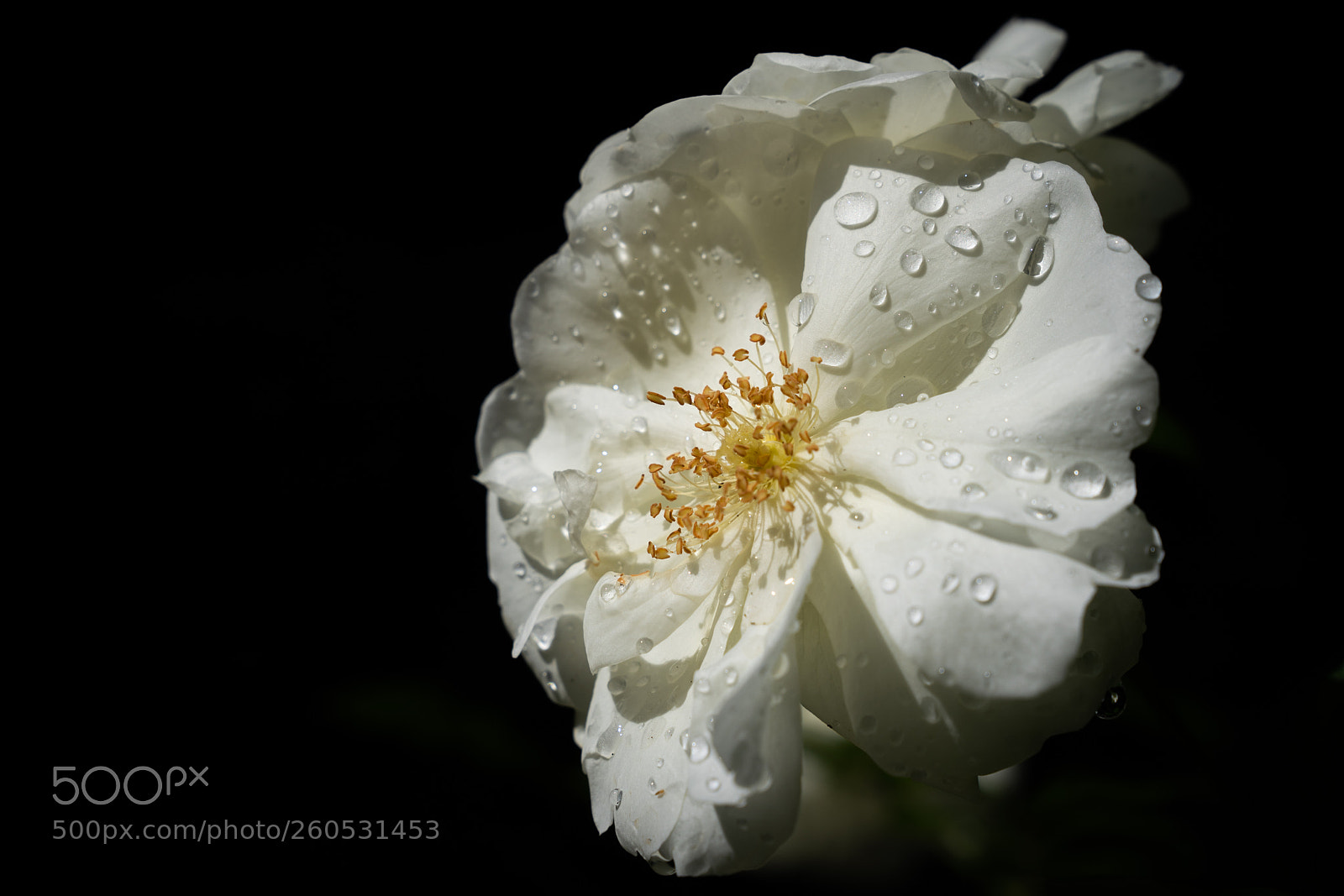 Sony a7 III sample photo. Whiteflower photography