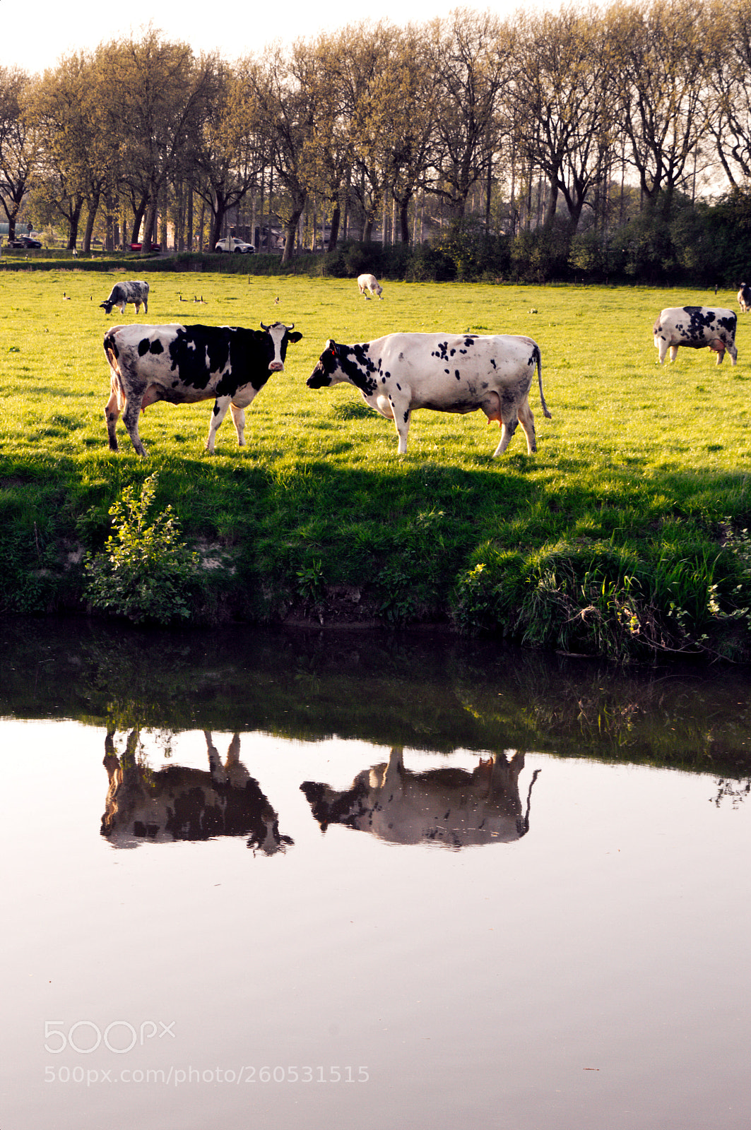 Nikon D3200 sample photo. Cows photography