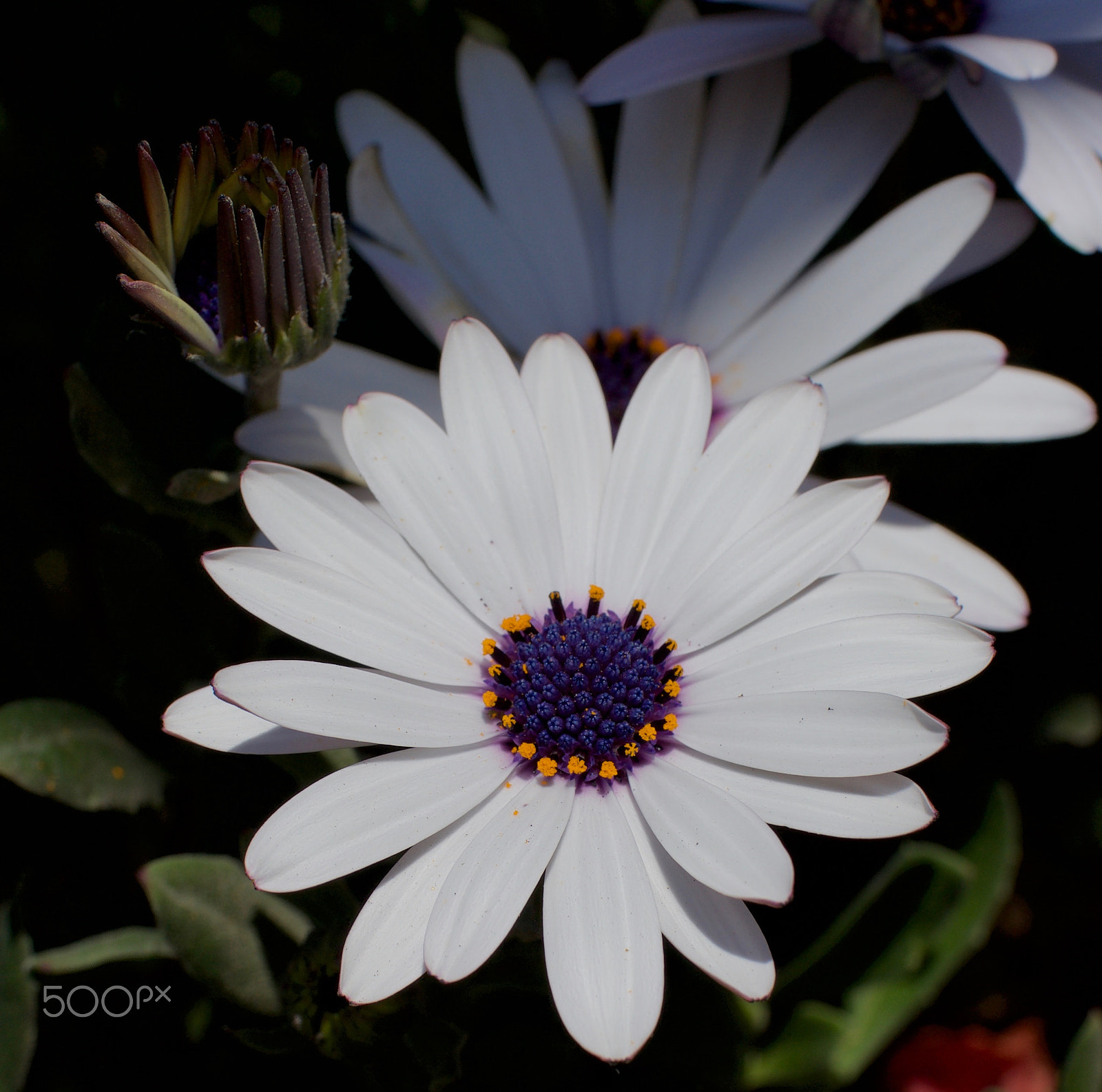 Sony Cyber-shot DSC-RX1 sample photo. New growth photography