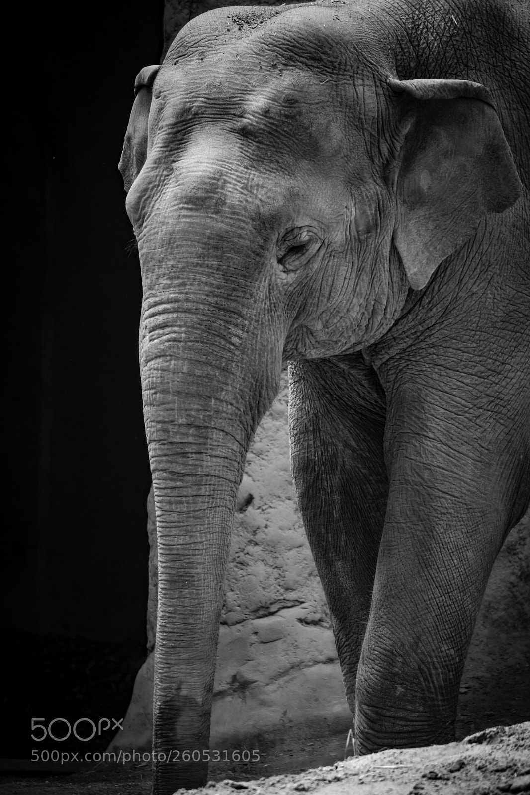 Sony a6000 sample photo. Portrait of an elephant photography