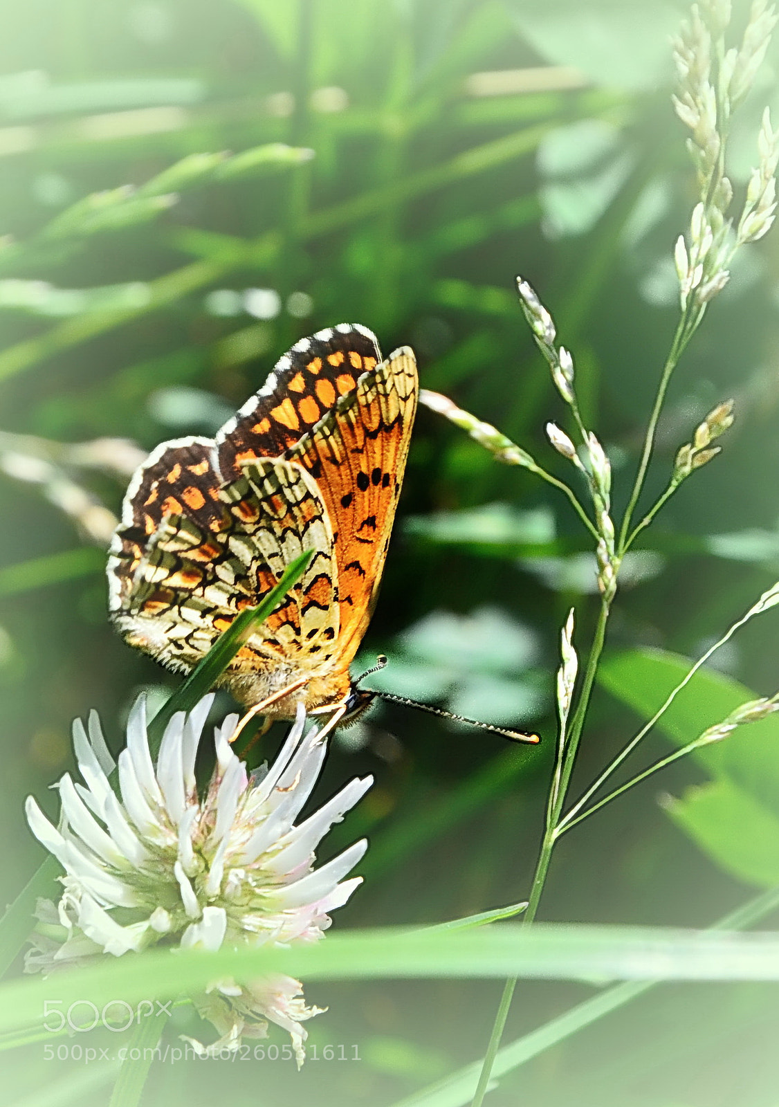 Nikon D5100 sample photo. Butterfly 2 photography