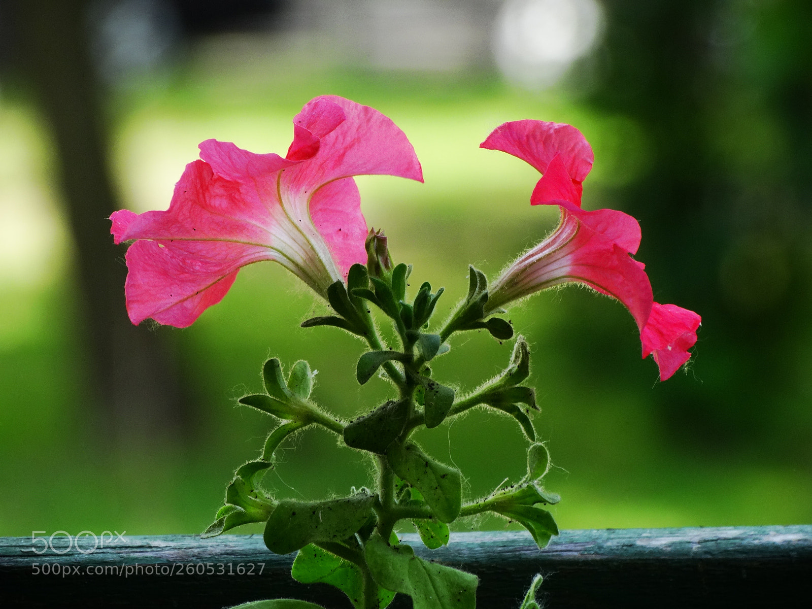 Sony Cyber-shot DSC-HX300 sample photo. Flower photography