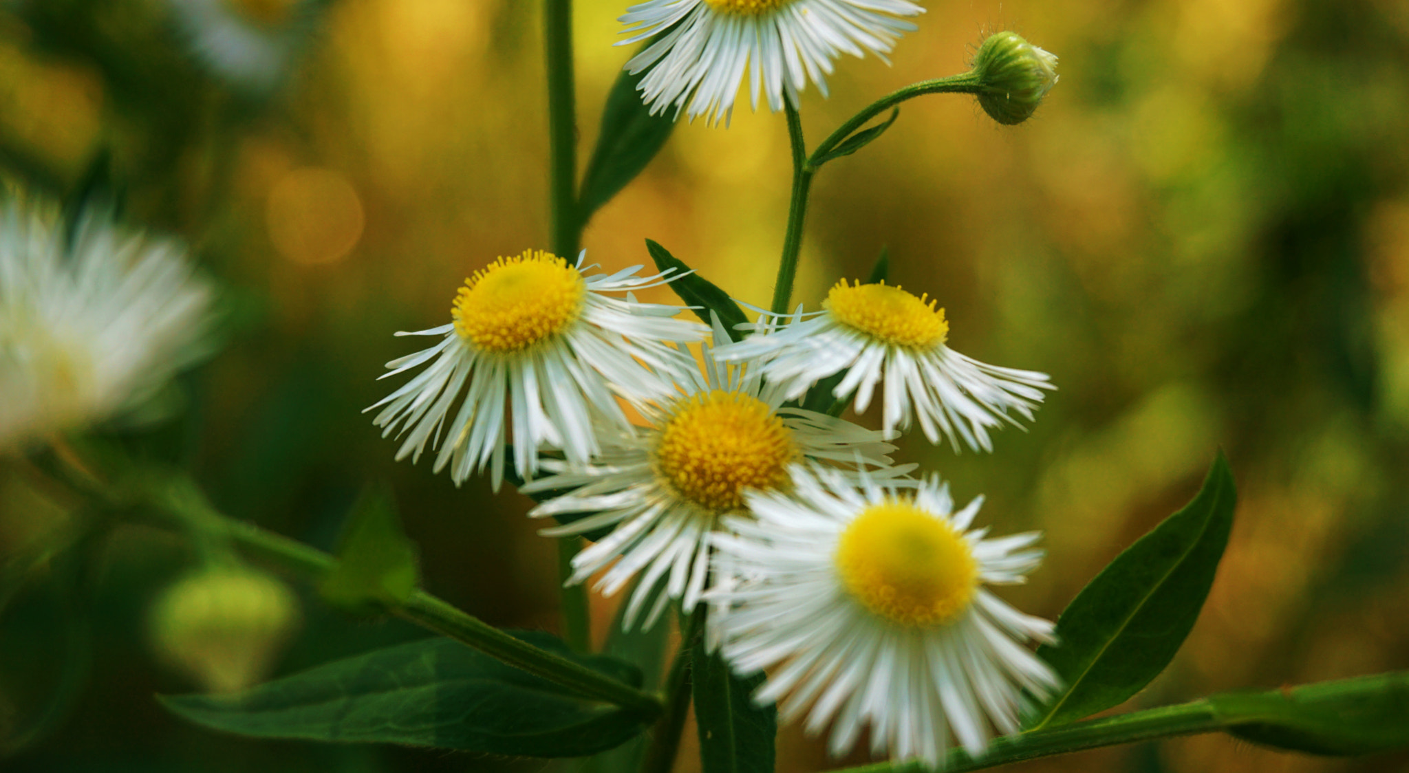 Sony a6000 + Sony E 18-50mm F4-5.6 sample photo. Summer day photography