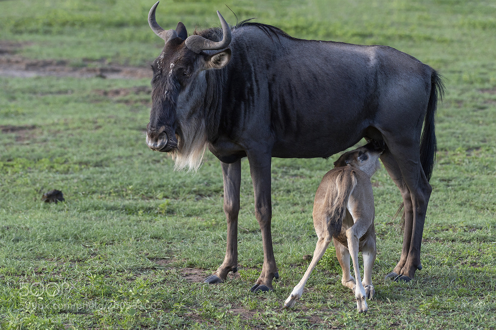 Nikon D810 sample photo. Motherhood photography