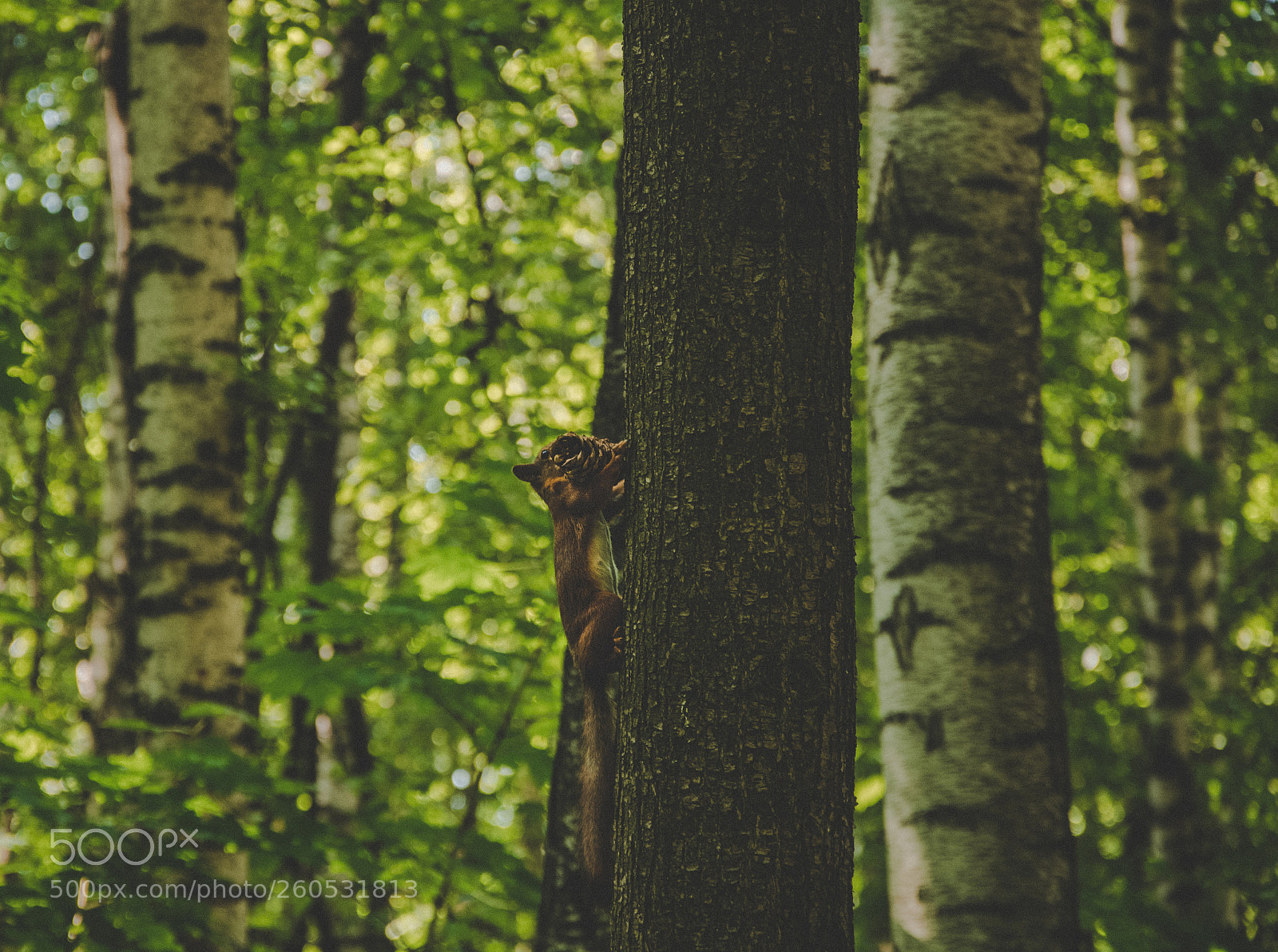 Nikon D7100 sample photo. Hard squirrel work photography