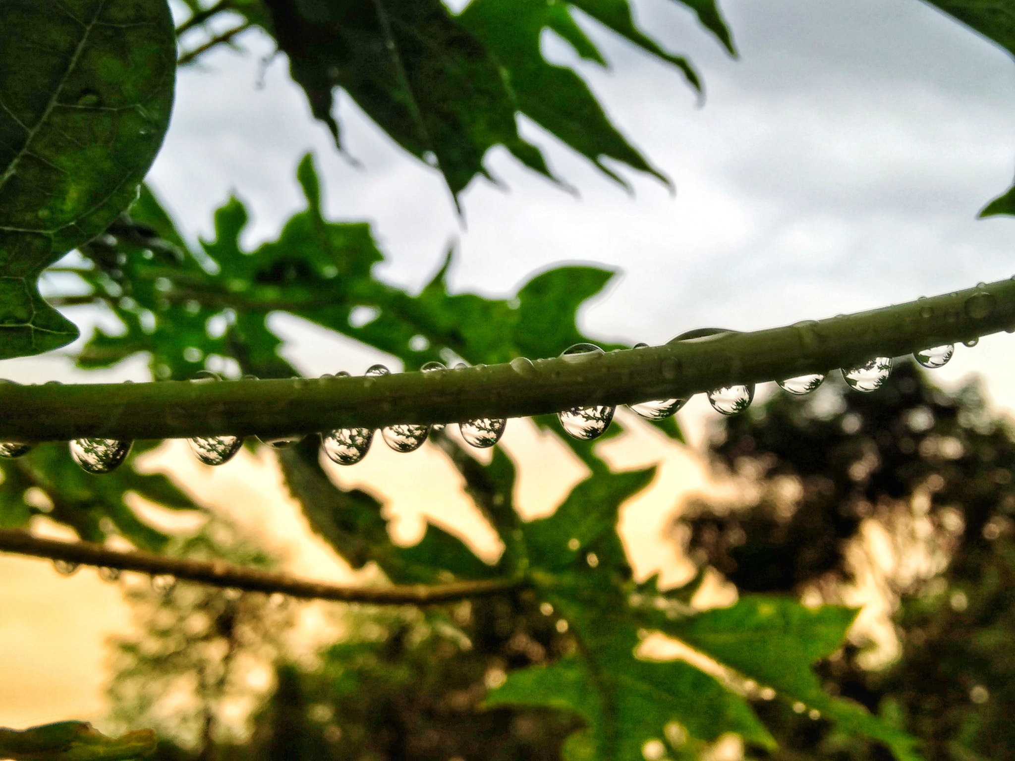 OPPO A37fw-International sample photo. Watery....!! photography