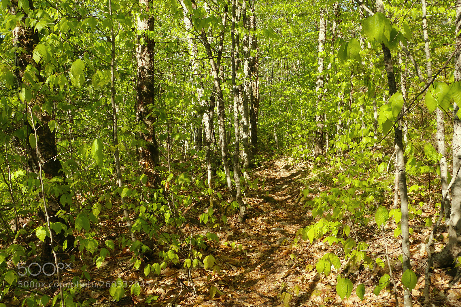 Canon EOS 70D sample photo. In a quebec forest photography