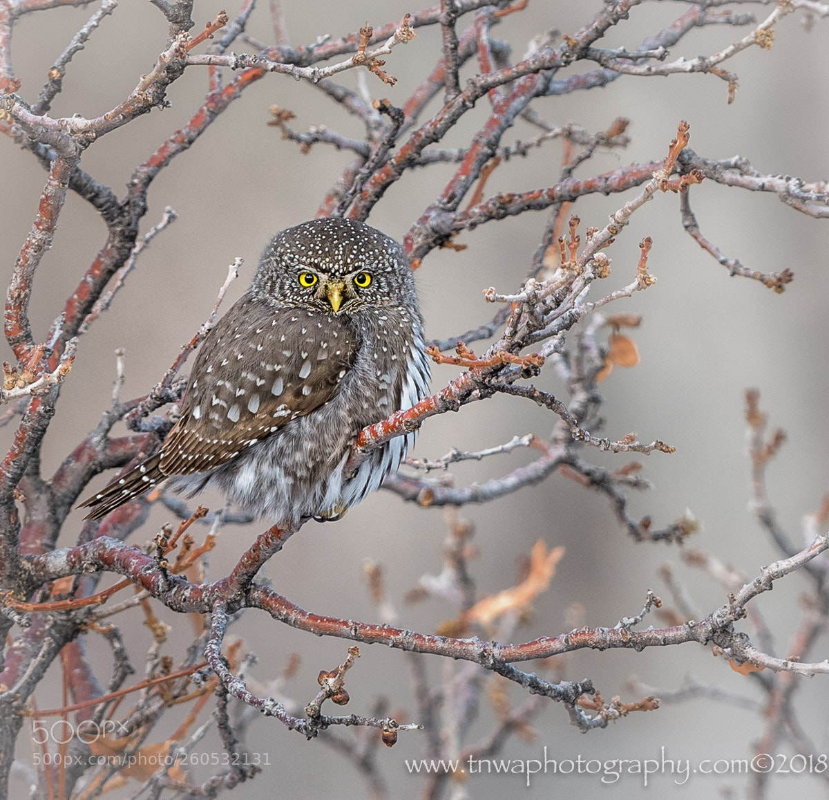 Nikon D500 sample photo. Good things come in photography