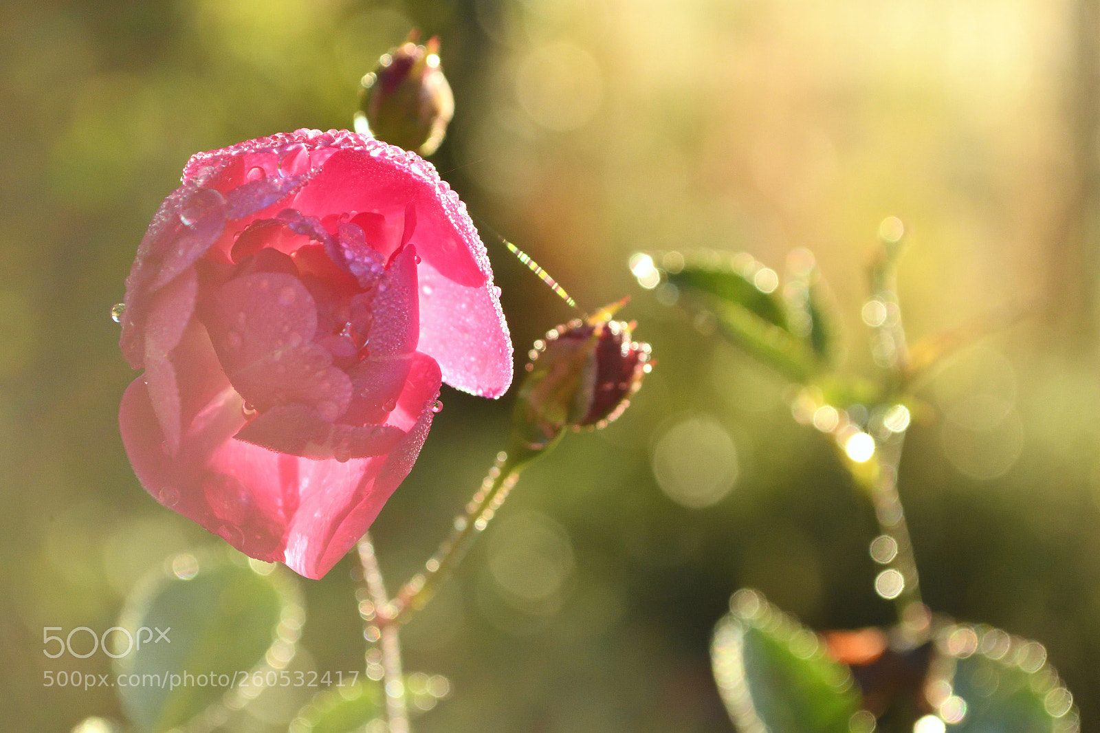Nikon D500 sample photo. After the rain ii photography