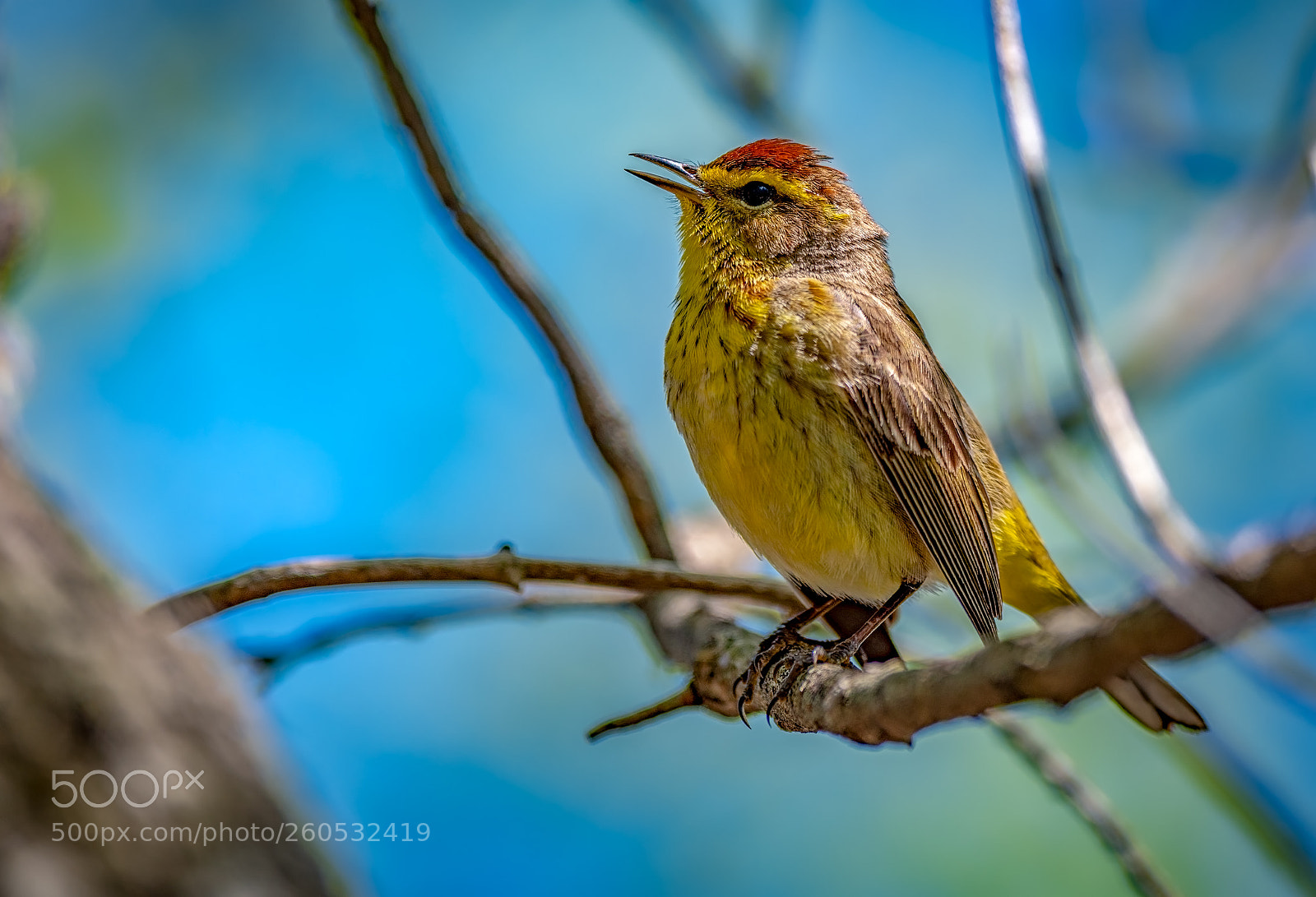 Nikon D500 sample photo. Palm warbler photography