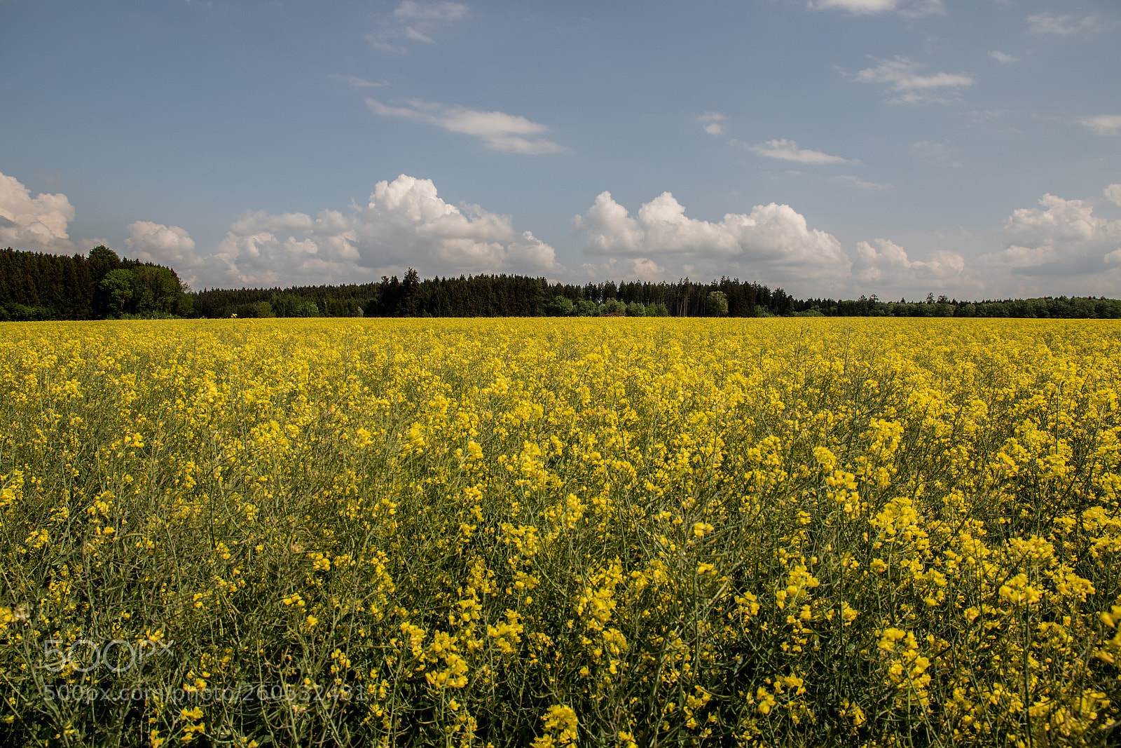 Canon EOS 7D Mark II sample photo. Rapsfeld bei mammendorf photography