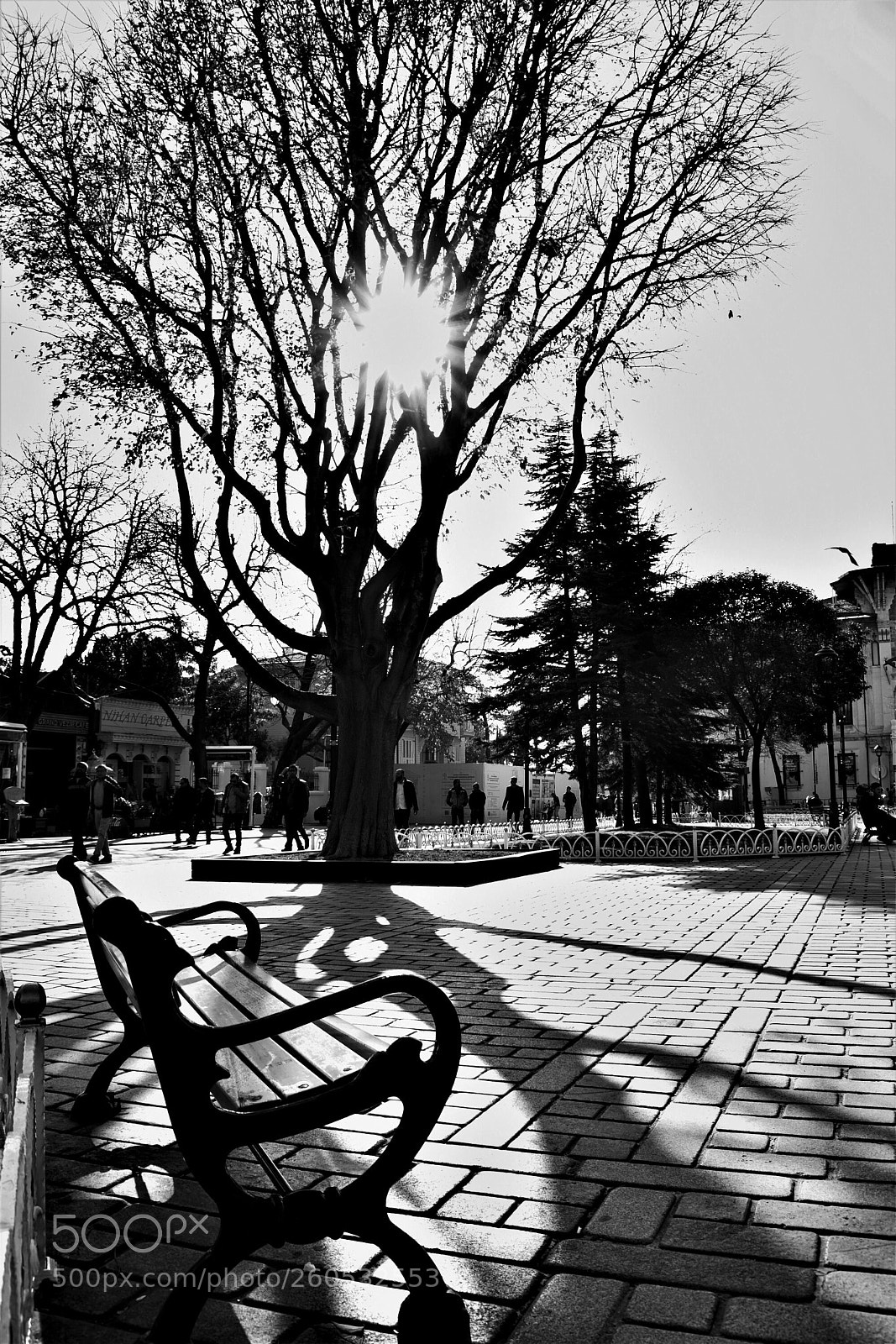 Nikon D3300 sample photo. Bench photography