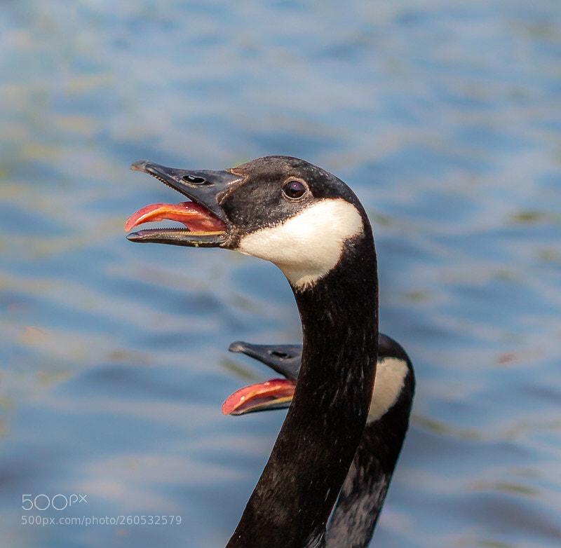 Canon EOS 70D sample photo. Grote canadese gans photography