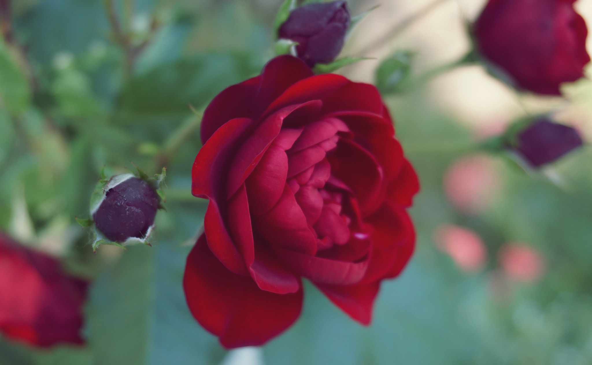 Sony a6000 + Sony E 18-50mm F4-5.6 sample photo. Red rose photography