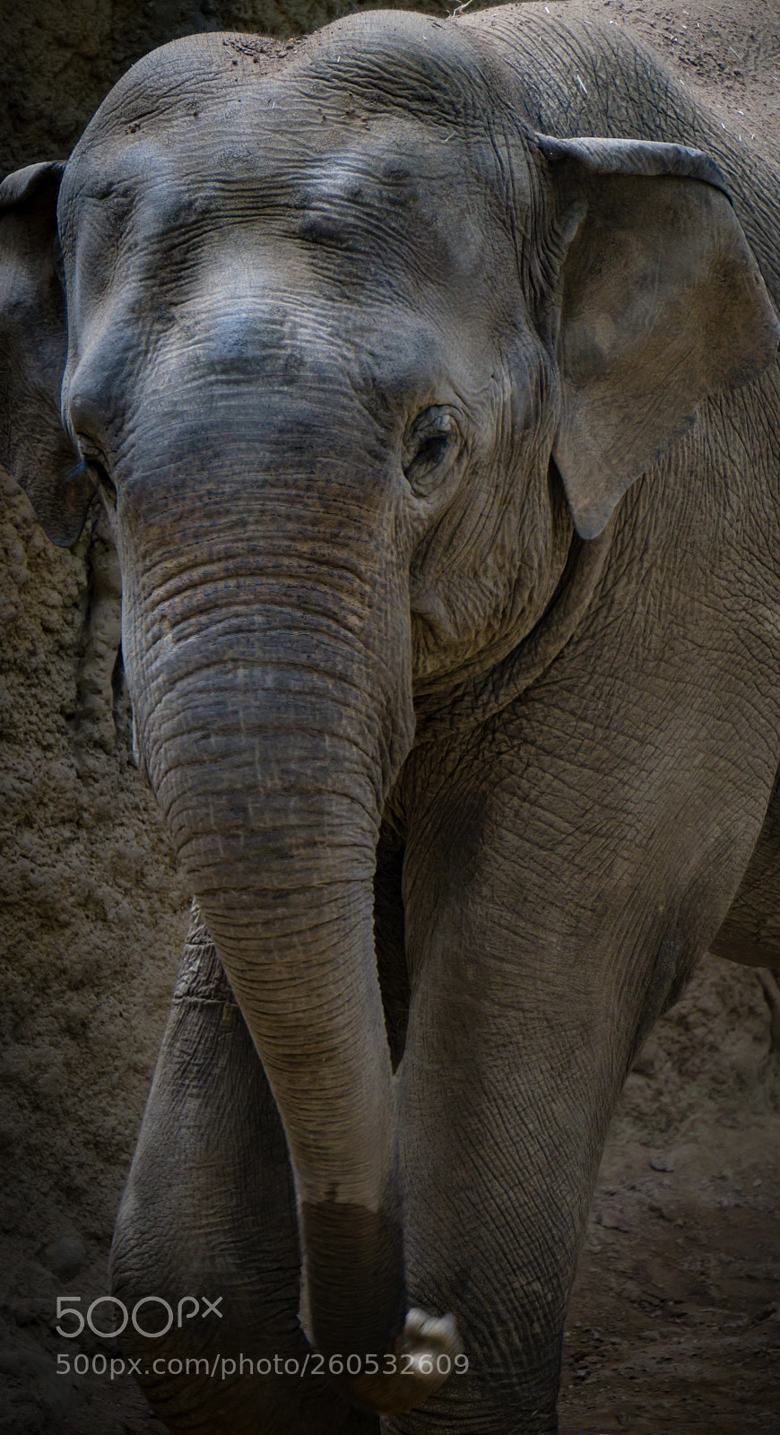 Sony a6000 sample photo. Elephant photography